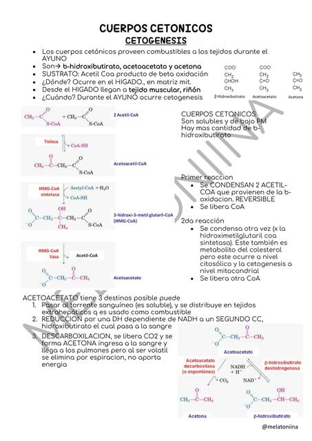 Cuerpos  Cetónicos 