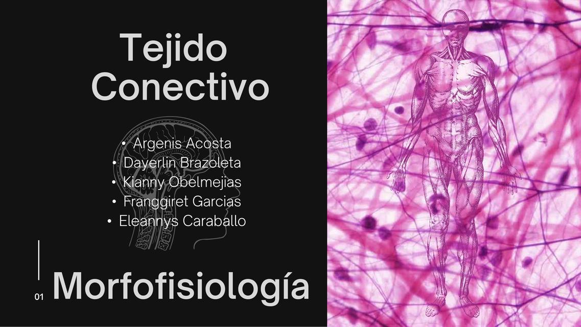 Tejido conectivo o conjuntivo y células fagocíticas 