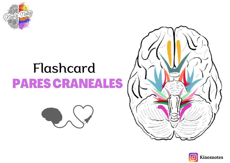 Flashcard Pares Craneales 