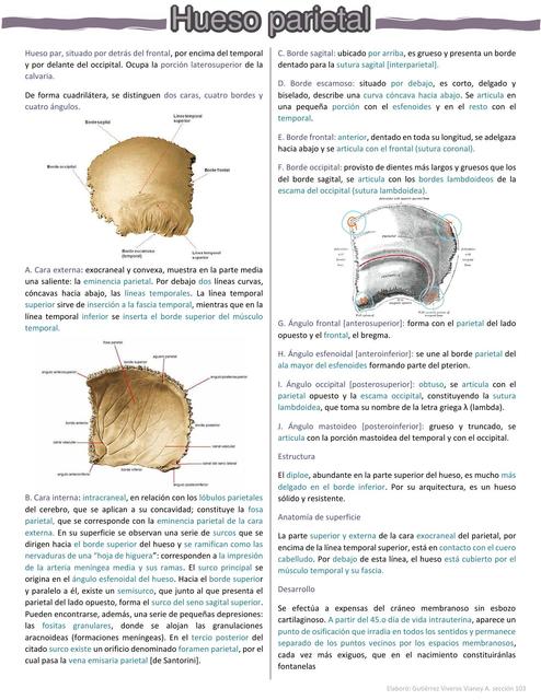 Hueso parietal