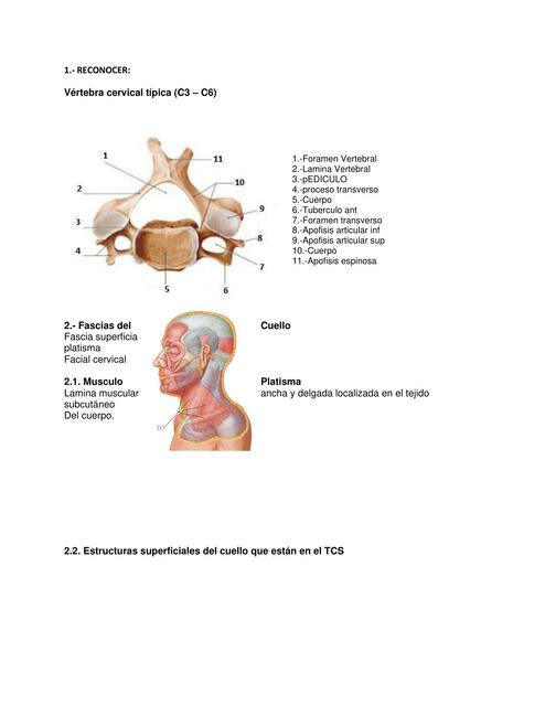 Fascias del Cuello 