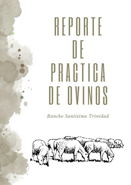 Reporte de Práctica de Ovinos 