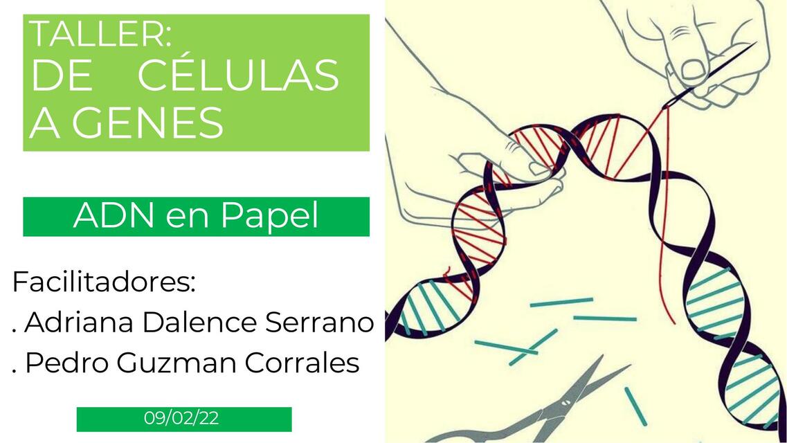 Taller de células a genes ADN de papel