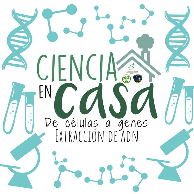 Experimento de ADN casero