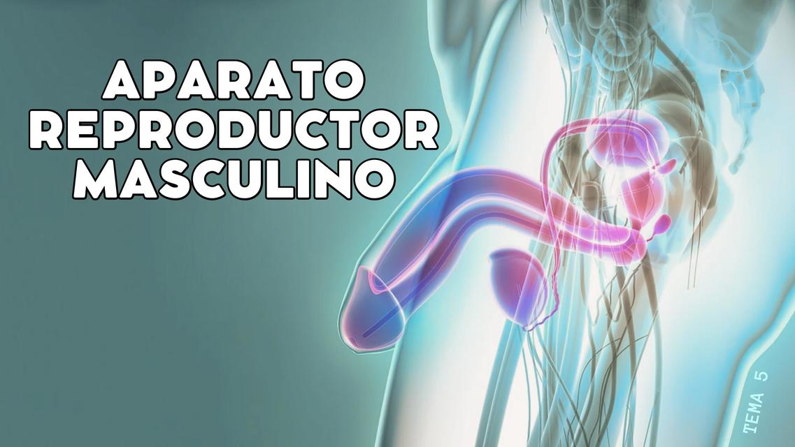 Aparato Reproductor Masculino 