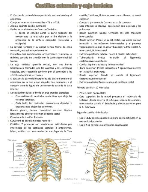 Caja Torácica