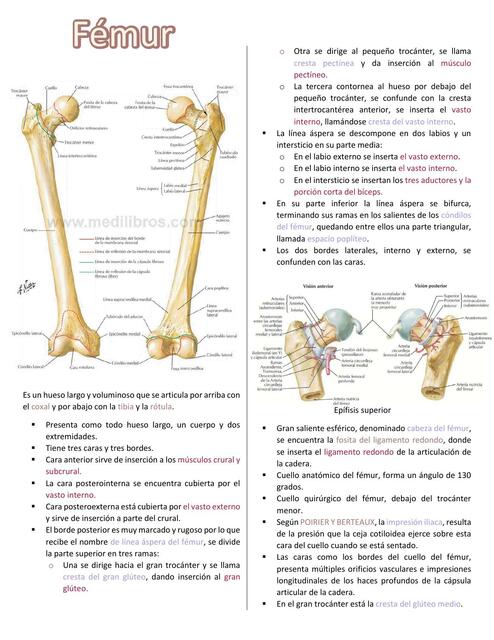 Fémur