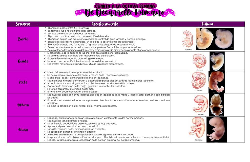 Cuarta a octava semana de desarrollo humano