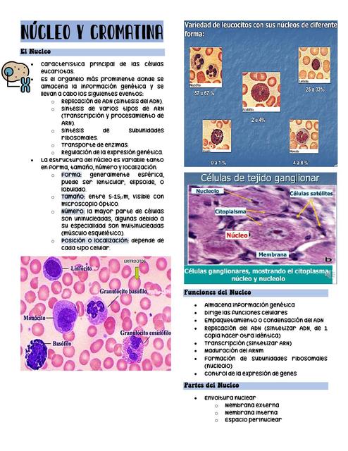 Núcleo y Cromatina 