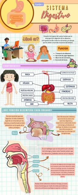 Anatomía y Fisiología del Sistema Digestivo