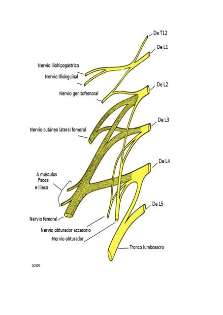 Plexo cervical