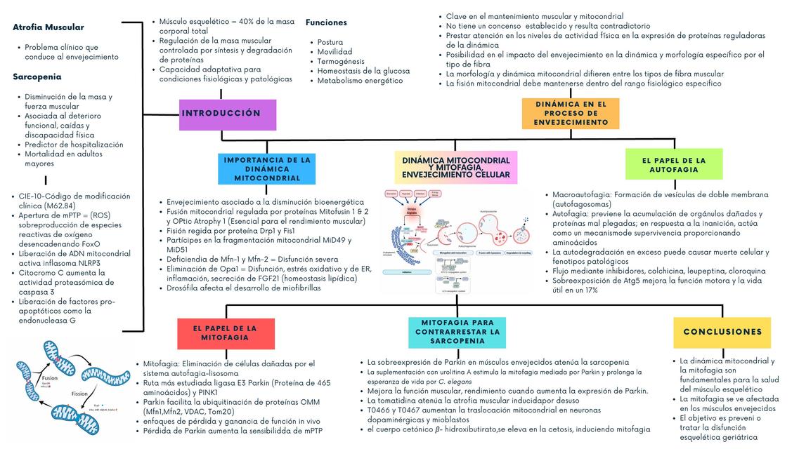 Dinámica mitocondrial y envejecimiento celular   