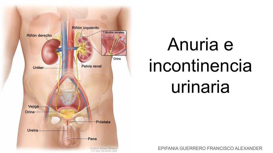 Anuria e incontinencia urinaria