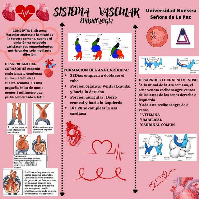 Sistema Vascular 