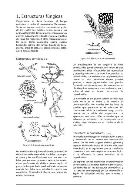 Estructuras Fúngicas