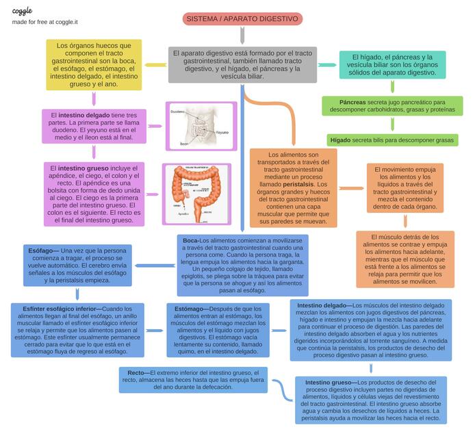 Sistema/ Aparato Digestivo 