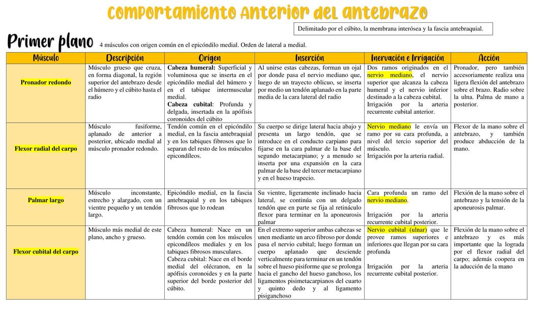 Comportamiento Anterior del Antebrazo 