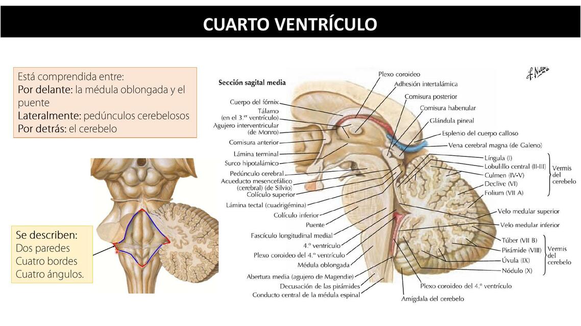 Cuarto Ventr culo FER ESP CU UDocz Cuarto Ventr culo FER ESP CU UDocz