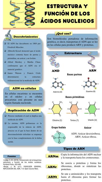 Estructura y Función de los Ácidos Nucleicos