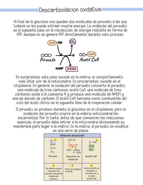 Descarboxilacion oxidativa