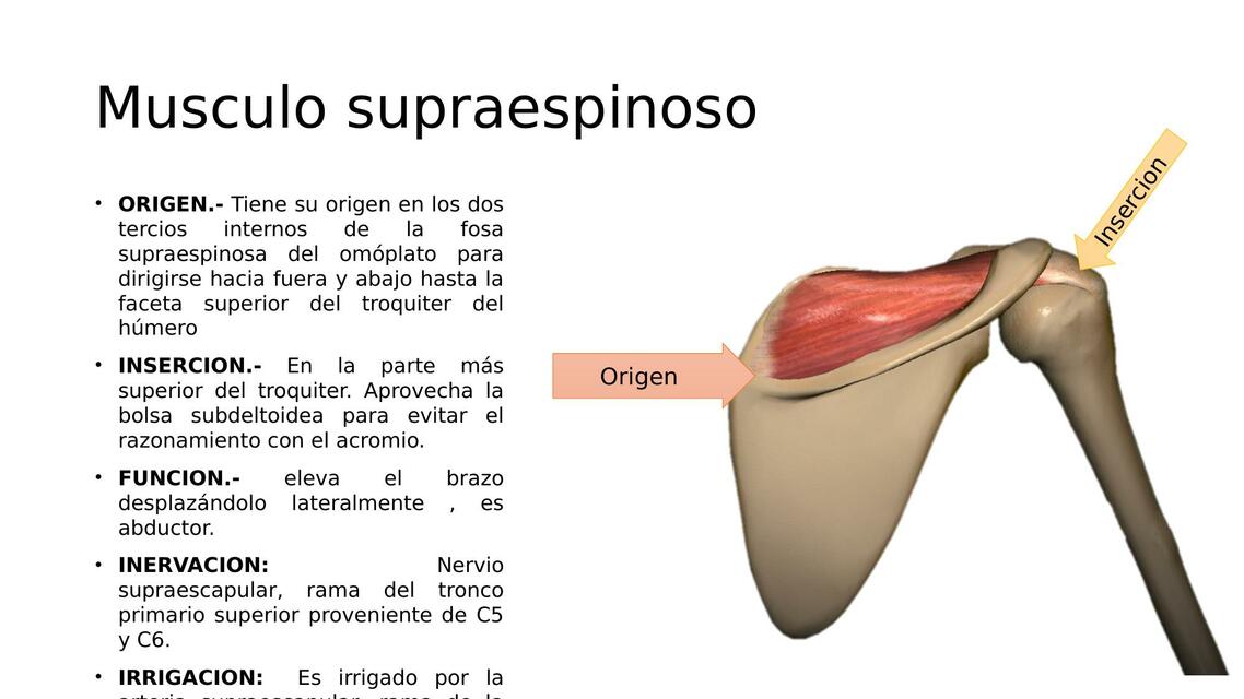 Músculos posteriores de la cintura escapular 