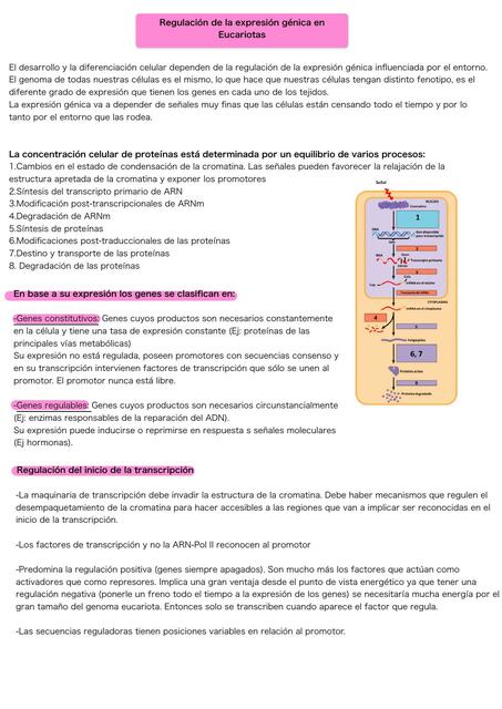 Regulación expresión genica transcripción