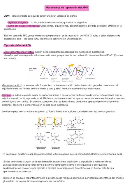 Mecanismos de reparación del ADN