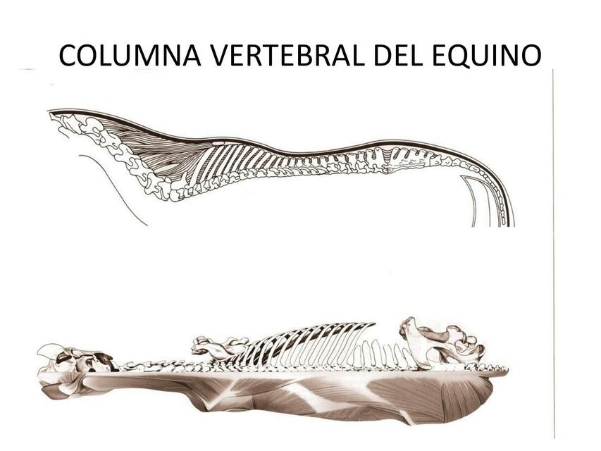 Osteología del equino