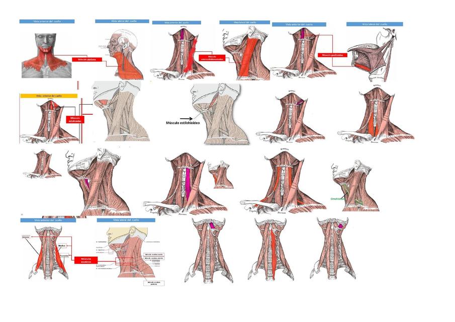 Imágenes de anatomía musculo del cuello