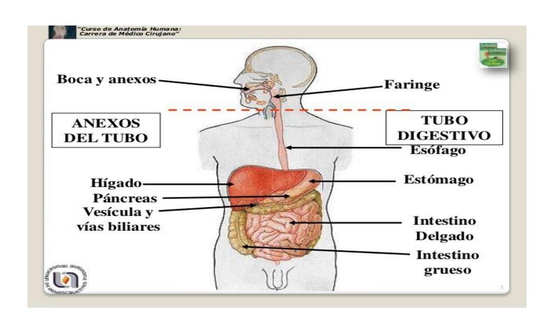 Esófago 