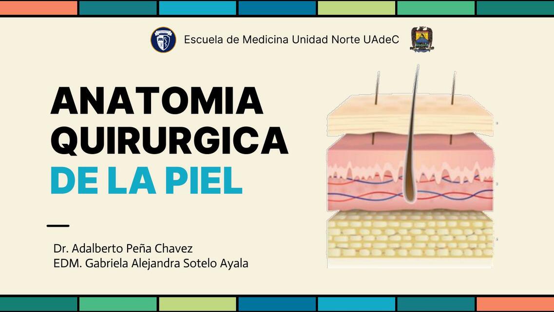 Anatomía de la Piel