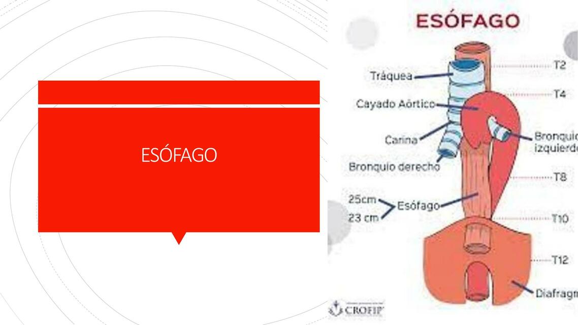 Esófago