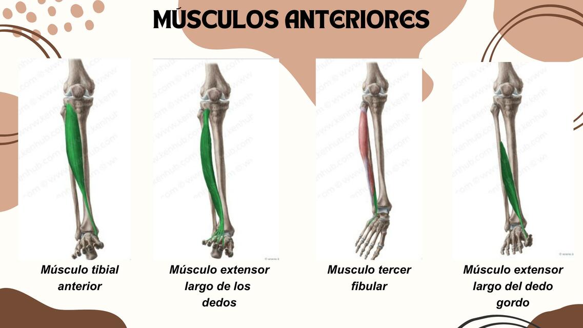 Músculos anteriores 