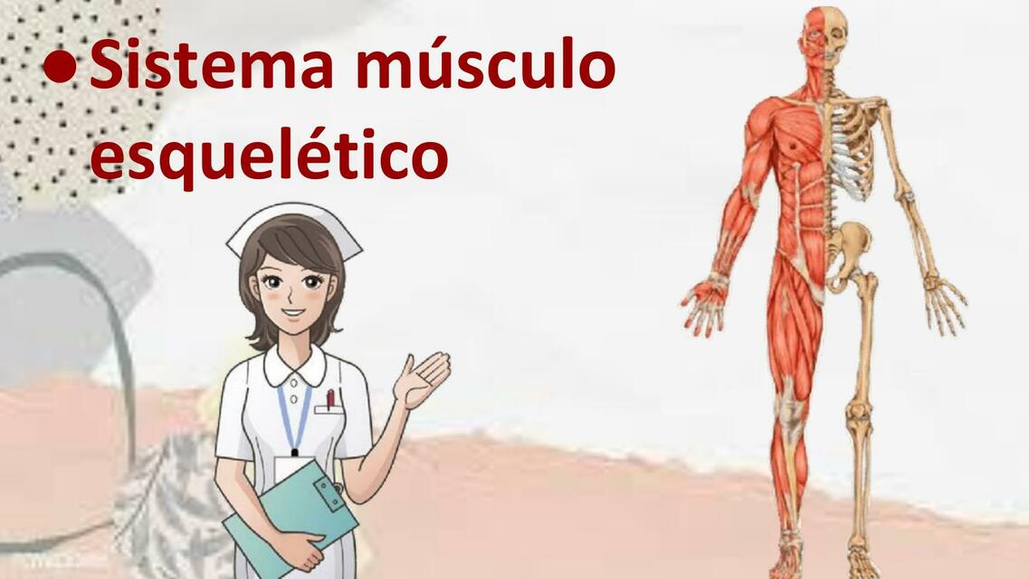 Sistema Músculo Esquelético