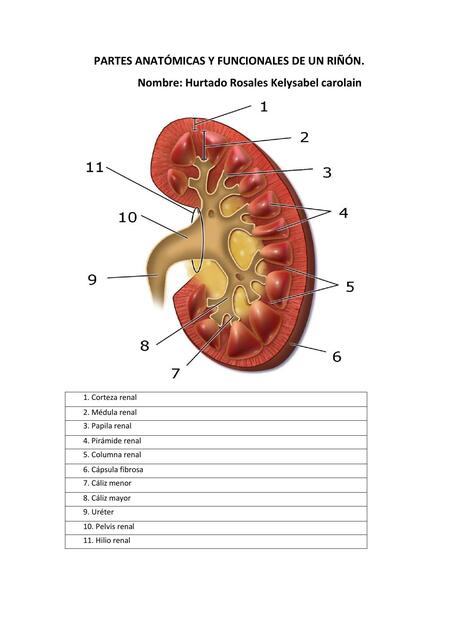 Resúmenes de Partes del riñón | Descarga apuntes de Partes del riñón