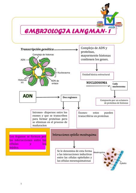 Embriología Capítulo 1 y 2