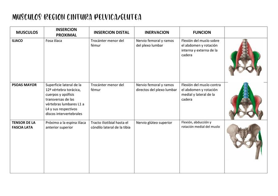 Músculos región cintura pélvica y glútea 