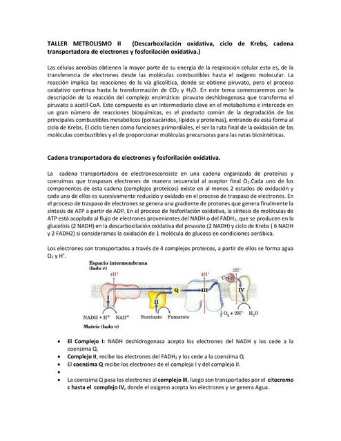 Descarboxilación  oxidativa,  ciclo  de  Krebs,  cadena transportadora de electrones y fosforilación oxidativa.