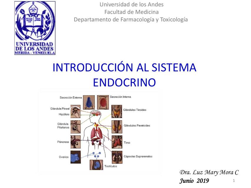 Introducción al sistema endocrino 