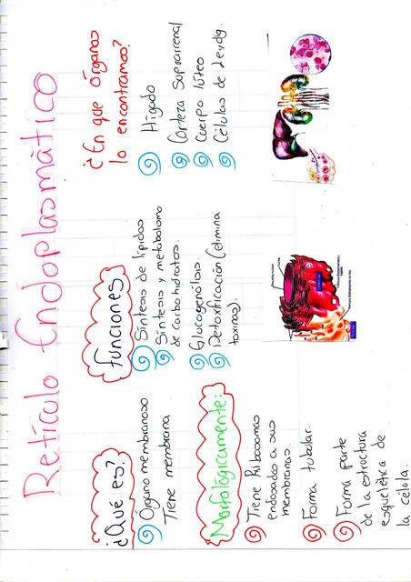 Infografía retículo endoplasmático