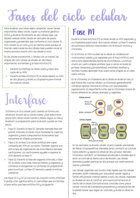 Fases del ciclo celular 