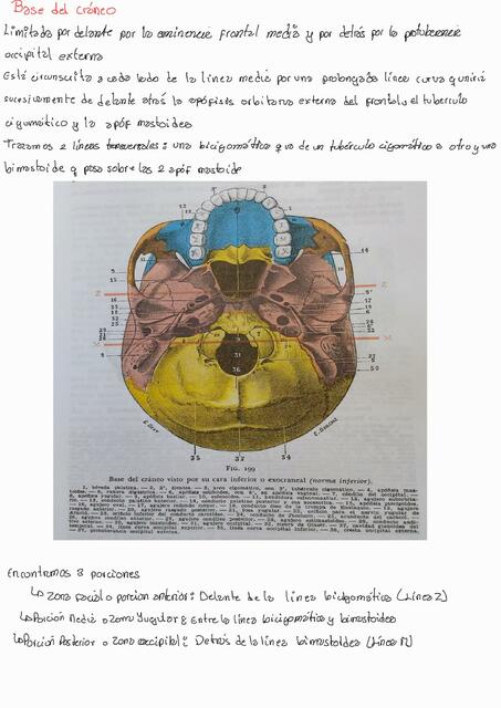 Base del Cráneo 