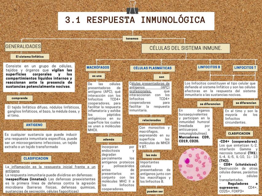 Tejido linfático e inmunitario  