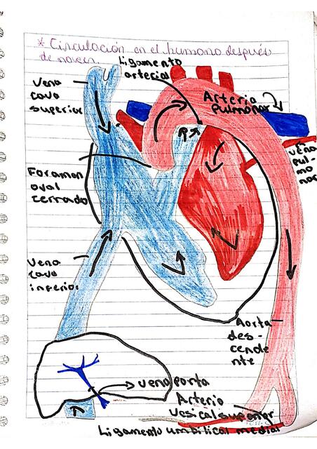 Circulación Prenatal y Postnatal