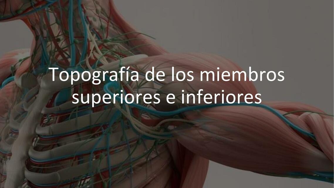 Topografía de los Miembros Superiores e Inferiores 