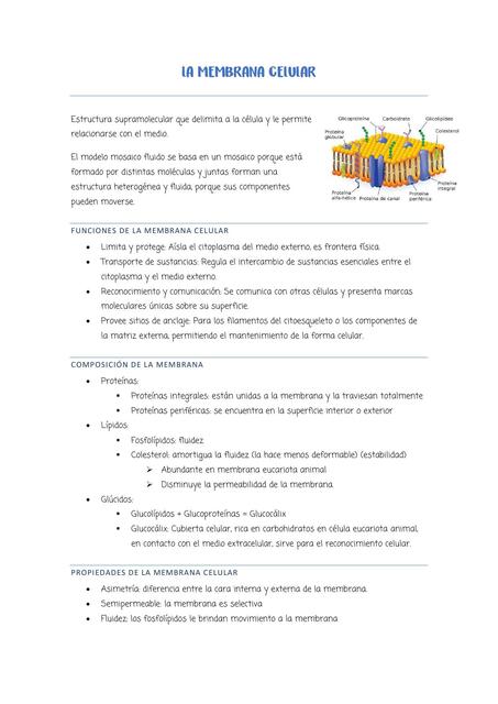 La Membrana Celular Tomatitttw Udocz