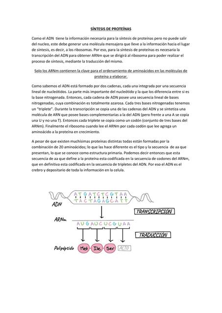 Síntesis de Proteínas 