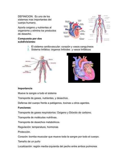 Sistema Circulatorio 