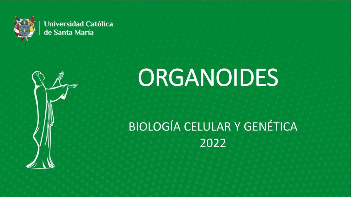 Organoides Rodrigo Castro uDocz