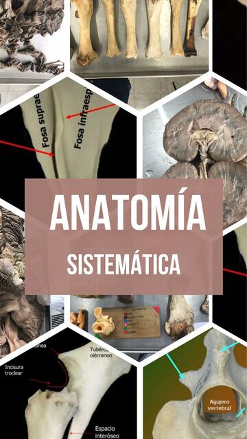 Huesos del Miembro Torácico - Anatomía Sistemática